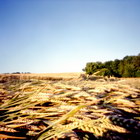 Title : Champ de bl?, vers Parnes, Juillet 2005.
Camera : ZeroImage 6x6 - Reala 100
Max. Print Size : 6900x6900 pixels (69x69 cm.)
Author : Pascal Labrouill?re


Views: 335
Date: 10.07.05
800x800 (556.1 KB)