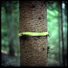 Title : Sapin n�4, en For�t de Bouleyres, Suisse, Sept. 2005.
Camera : Great Wall 6x6 - Fuji Reala 100
Max. Print Size : 7100x7100 pixels (71x71 cm.)
Author : Pascal Labrouill�re

Views: 1846
Date: 27.09.05
800x800 (579.9 KB)